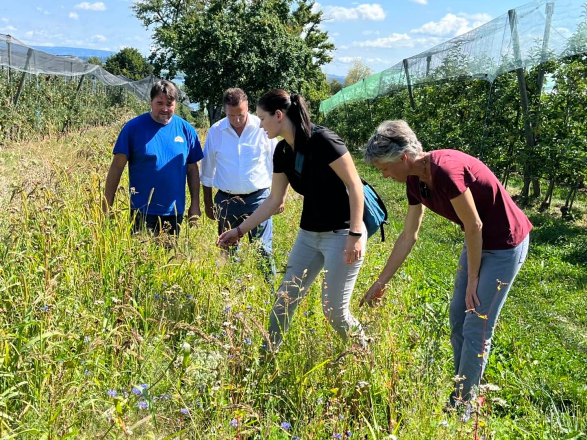 Landwirtschaftsminister Peter Hauk besucht Obstbau-Modellanlagen zur Förderung der Biologischen Vielfalt